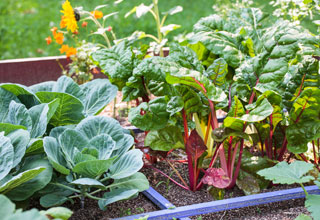 O companheirismo dos legumes, junt-los para ter melhores colheitas!
