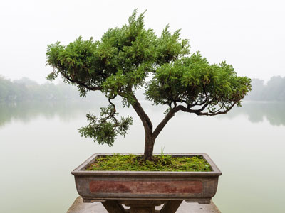 O bonsai e os elementos climticos