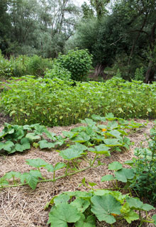 A permacultura, para uma horta fcil!