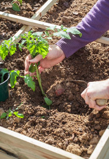 Plantar tomateiros
