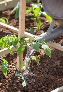 Plantar tomateiros