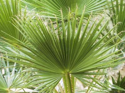 A palmeira de interior