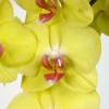 Orqudea borboleta Amarela, Phalaenopsis