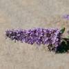 Budleia, Flor de mel an 'Dreaming Lavender'