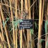 Bambu Bambusa multiplex Alphonse Karr