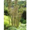 Bambu Thamnocalamus tessellatus