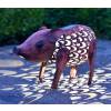 Animal Decorativo Luminoso - Porco