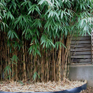 comprar-bambus