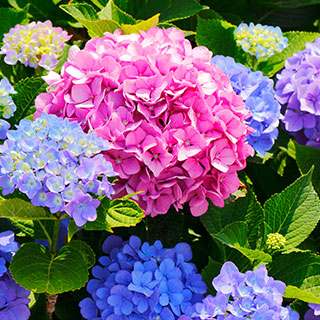 comprar-hortensias-hydrangea-pt