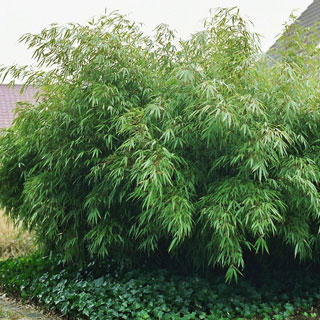 bambus-cespitoso-bambus-nao-invasivo