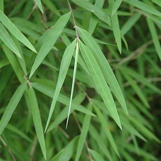 bambus-fargesia