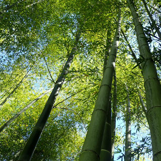 bambus-gigantes-mais-de-9-metros