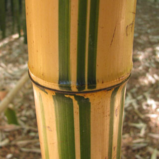bambus-phyllostachys