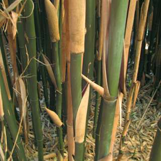 bambus-semiarundinaria
