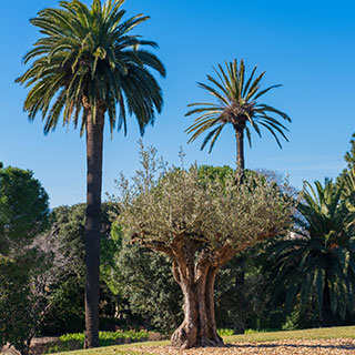 oliveira-palmeira