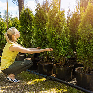 lista-de-plantas-altas-para-sebes