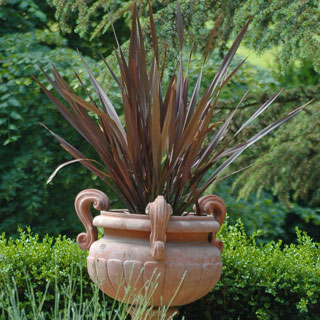 comprar-phormium