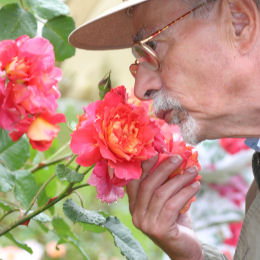 comprar-roseiras-perfumadas