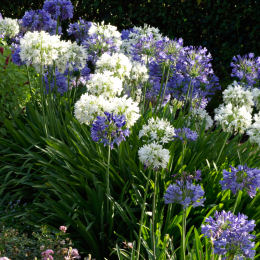 agapanto-agapanthus