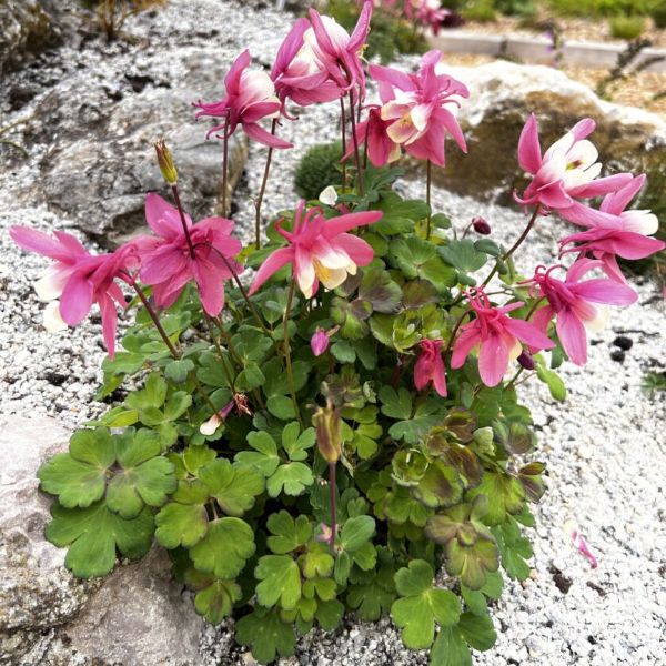 aquilegias-aquilegia