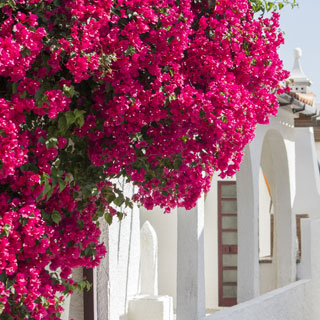 buganvilia-bougainvillea-plantas-trepadeiras