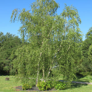 betula-betula-arvore