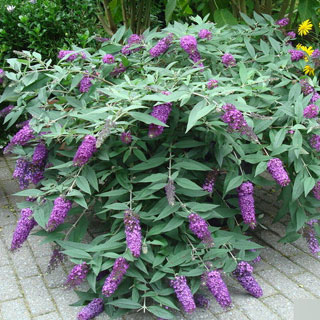 budleia-buddleia-arbusto