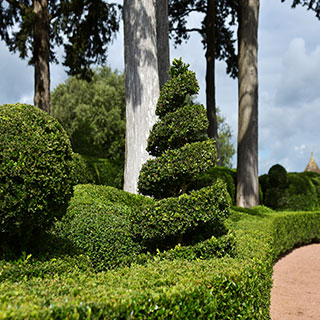 buxo-buxus-arbusto