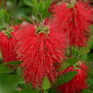 callistemon-escovilhao