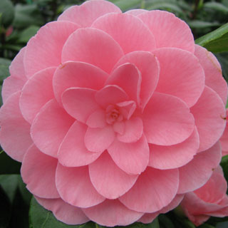 camelia-camellia-arbusto-arvoreta