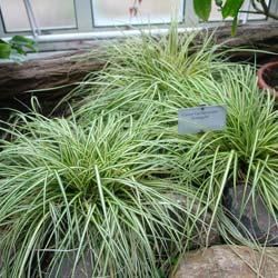 carex-gramineas