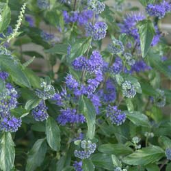 caryopteris