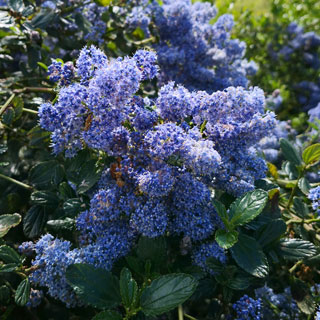 lilas-da-california-ceanothus