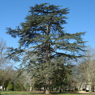 cedro-cedrus-arvore