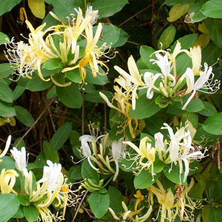 madressilva-lonicera-plantas-trepadeiras