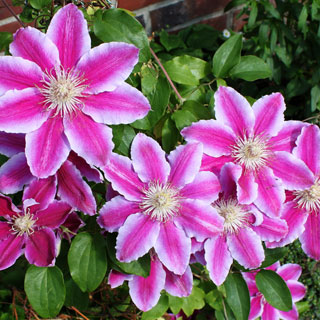 clematites-clematis-plantas-trepadeiras