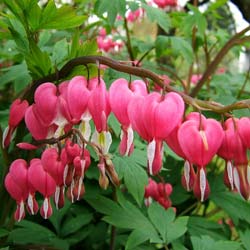 coracao-de-maria-dicentra