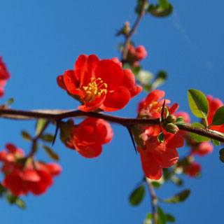 marmeleiro-do-japao-chaenomeles-japonica-arbusto