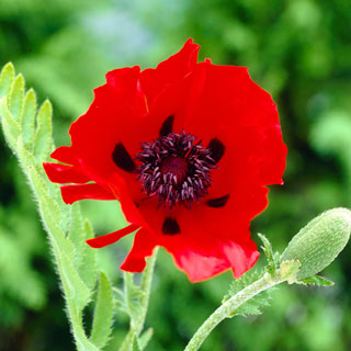 papoila-do-oriente-papaver-orientale