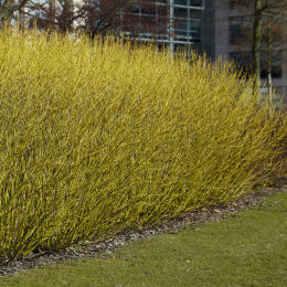 corniso-cornus-arbusto