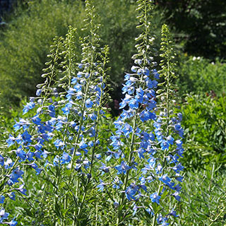 delphinium-delfinio