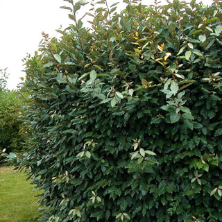 elaeagnus-plantas-de-sebes