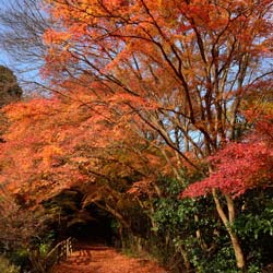 bordo-do-japao-acer-palmatum