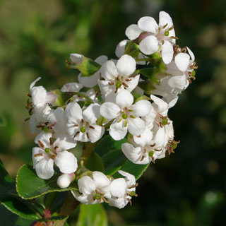 escallonia-arbusto
