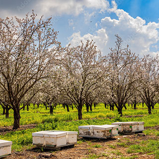 especies-futuro-na-agricultura