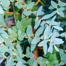 eucalipto-eucalyptus-arvore