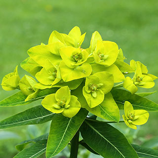 euphorbia-euforbias