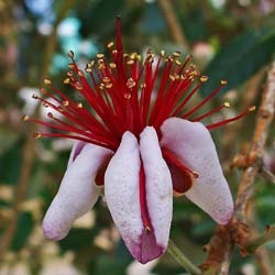 folhagem-flores-comestiveis