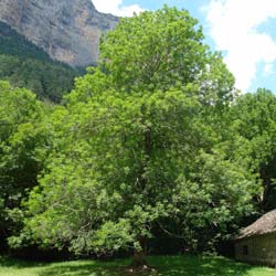 freixo-fraxinus-arbol