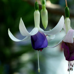 brinco-de-princesa-fucsias-fuchsia-planta-vivaz